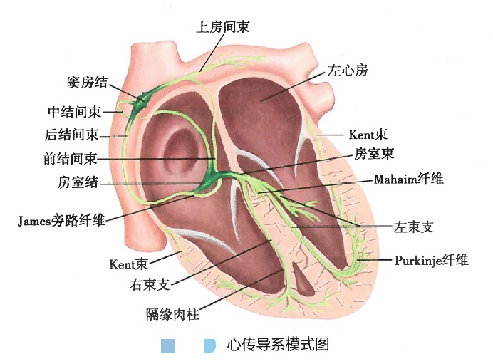 心律失常.jpg